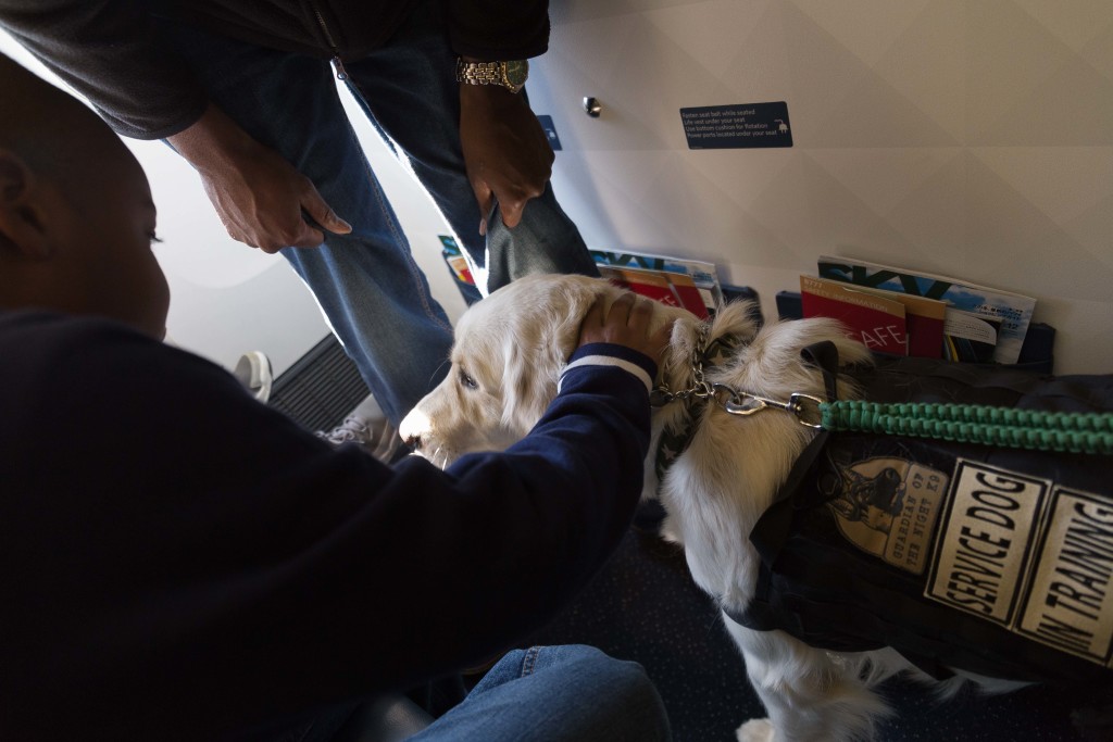 This service dog was just what my son needed to calm down and enjoy the rest of the tour.